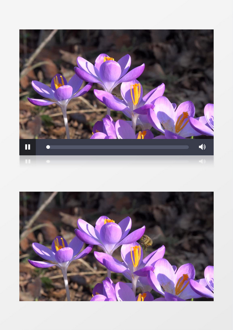 小蜜蜂在紫色番红花上飞舞实拍视频素材