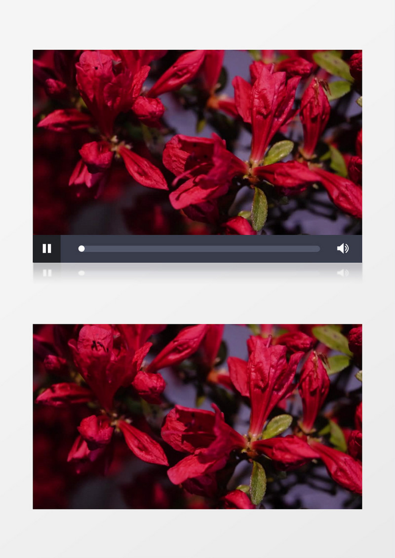 延时拍摄杜鹃花的绽放过程实拍视频素材