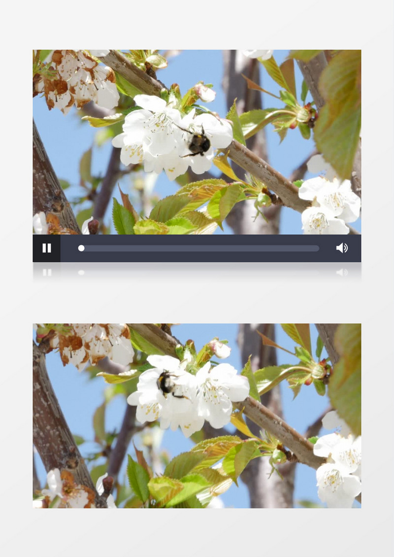 小蜜蜂在白色的樱花中采蜜实拍视频素材