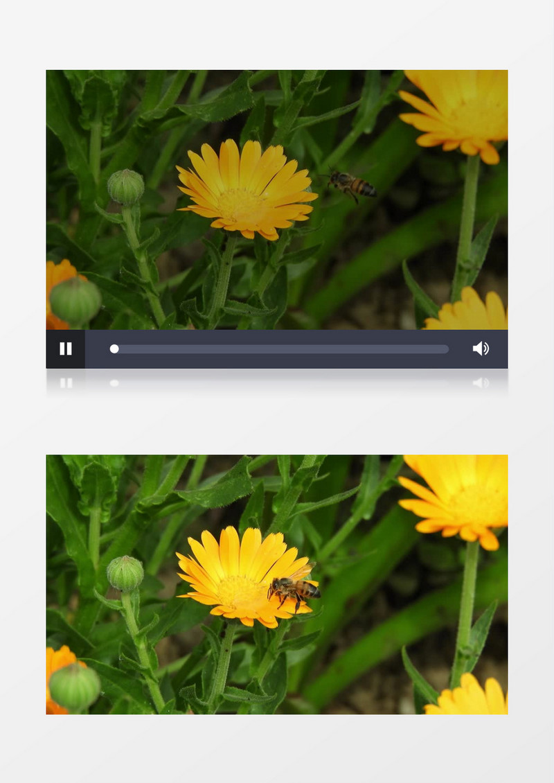 小蜜蜂在黄色的花朵中采蜜实拍视频素材
