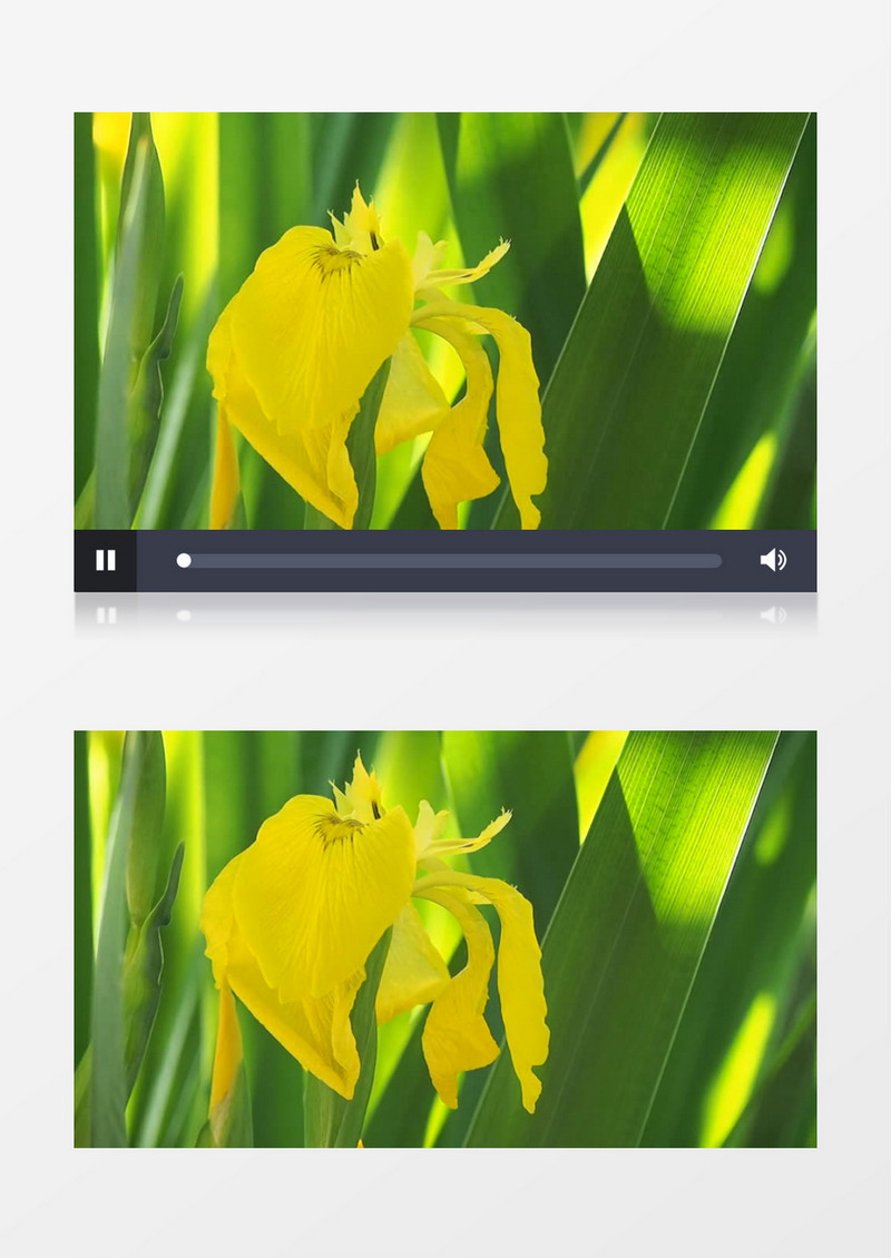 小蜜蜂在黄色的花朵中钻出来飞走实拍视频素材
