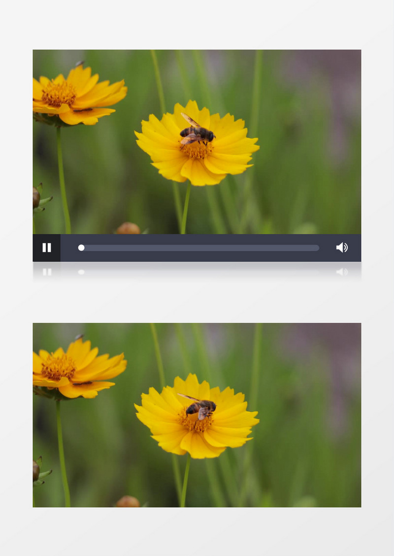 小蜜蜂在黄色的雏菊上采蜜实拍视频素材