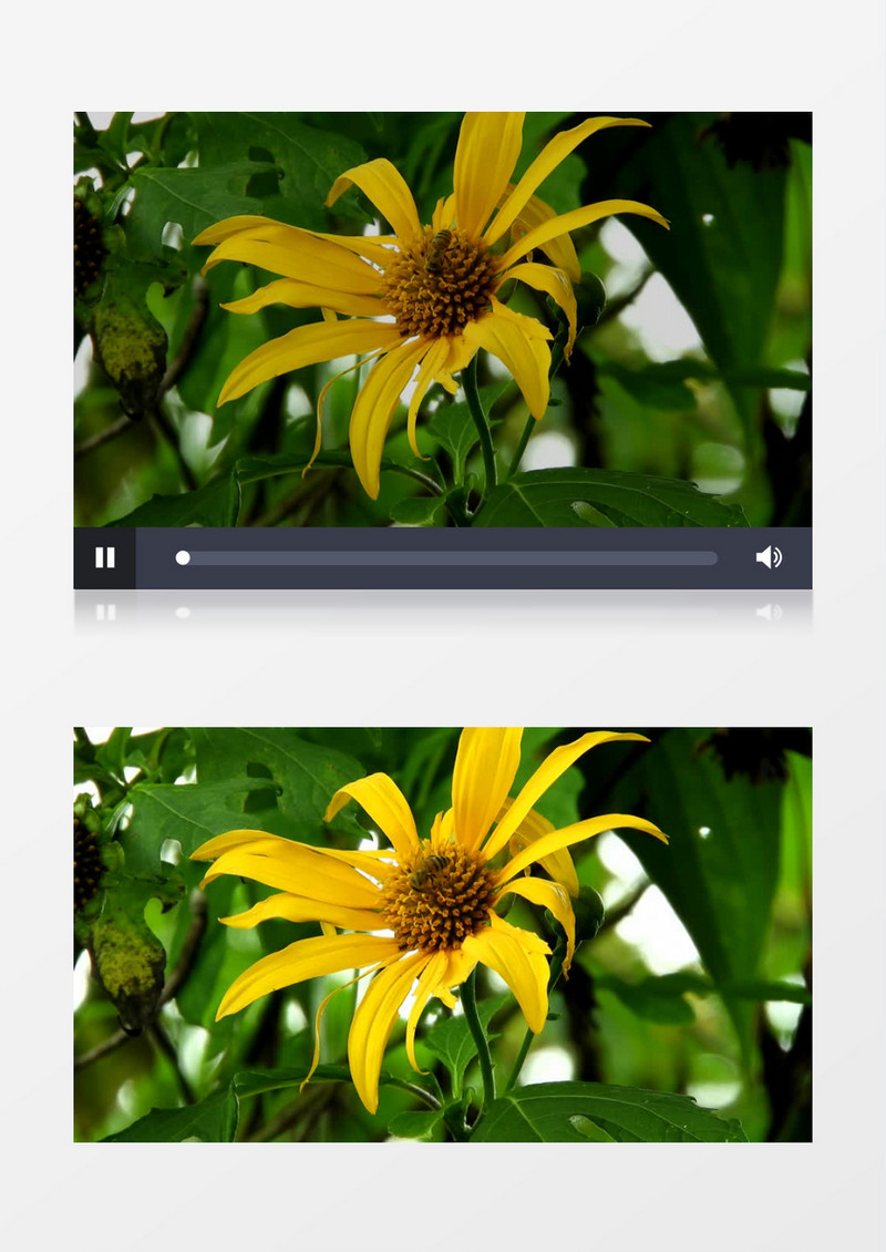 小蜜蜂在黄色的花蕊中穿梭实拍视频素材