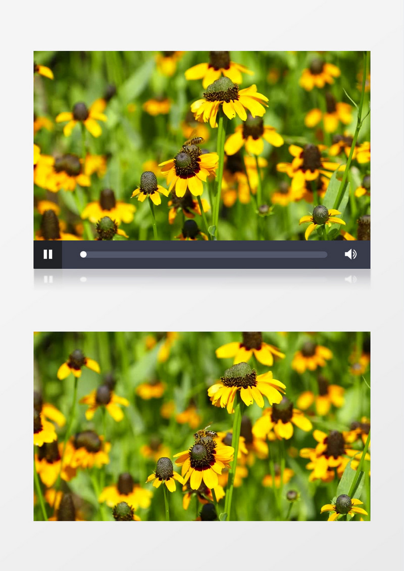 小蜜蜂在黄色花朵上采蜜实拍视频素材