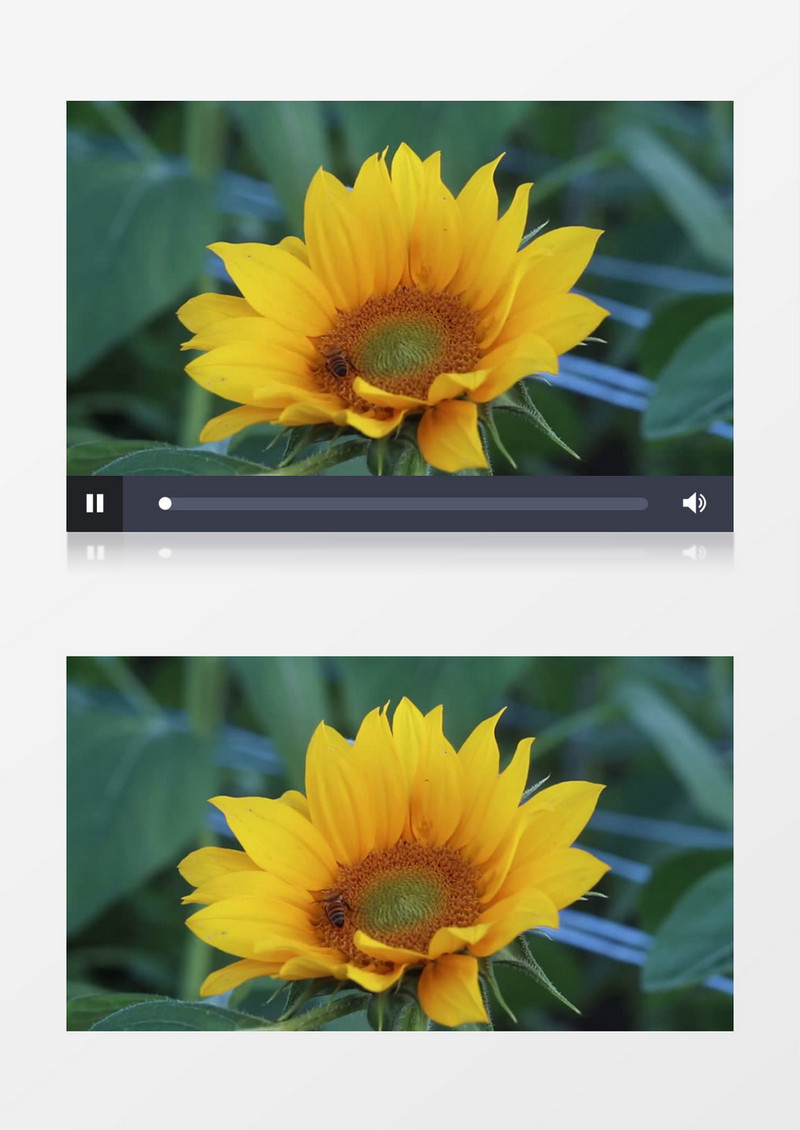 小蜜蜂在黄色的向日葵中采蜜实拍视频素材