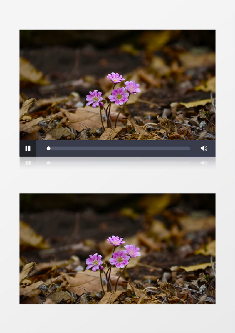 坚强的紫色花朵在生长实拍视频素材