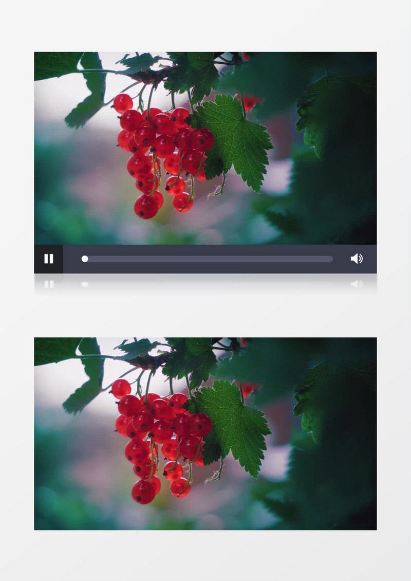 红色的黑茶藨子果实实拍视频素材
