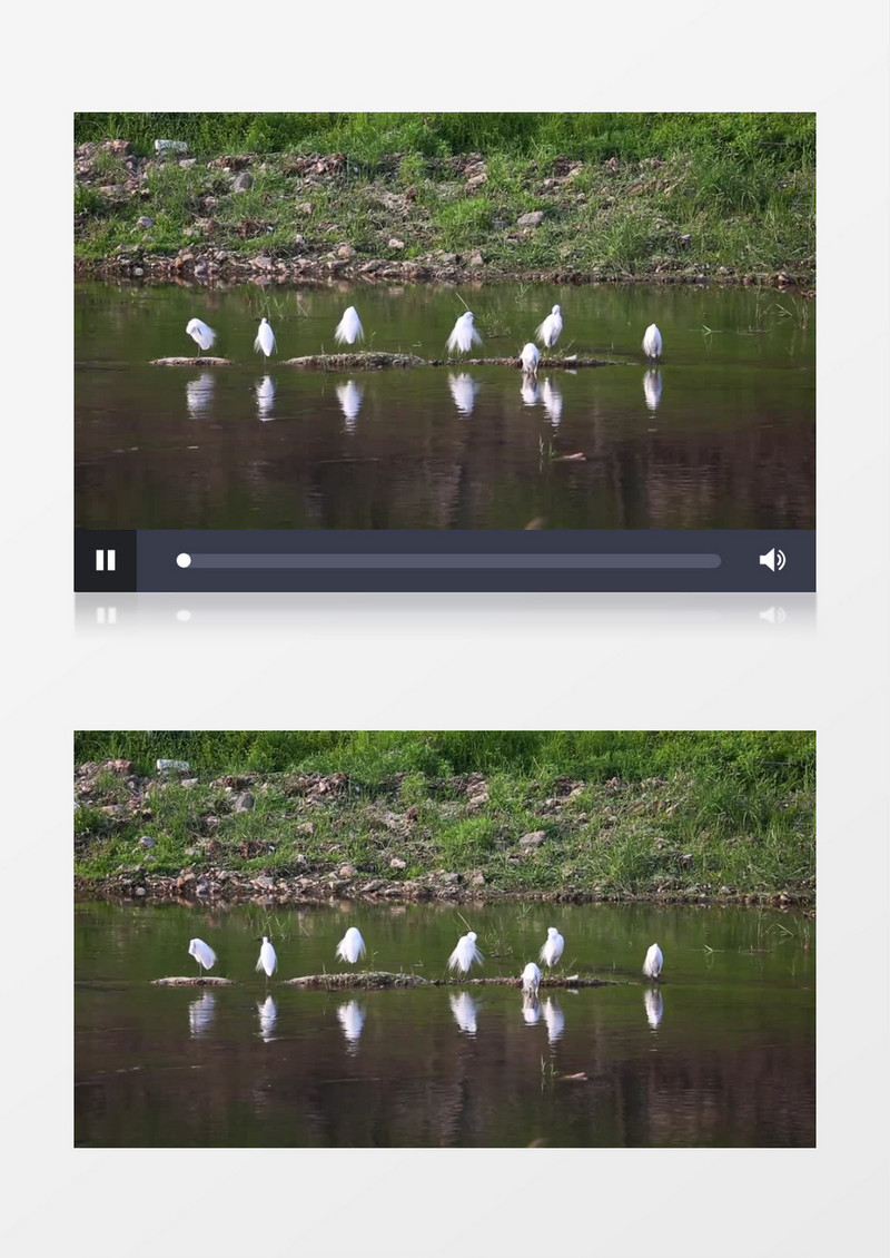湖水边整理羽毛的白鸟实拍视频素材