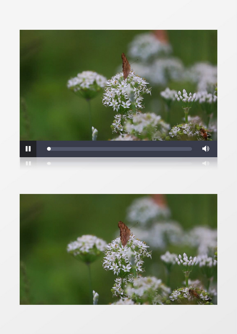 蝴蝶在白色的花簇上觅食实拍视频素材