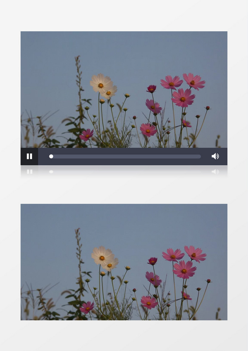黄昏下随风飘动的花朵实拍视频素材