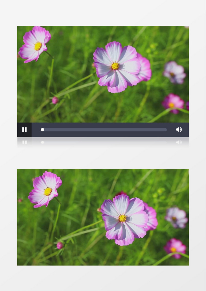 粉色花边的花朵在随风摆动实拍视频素材