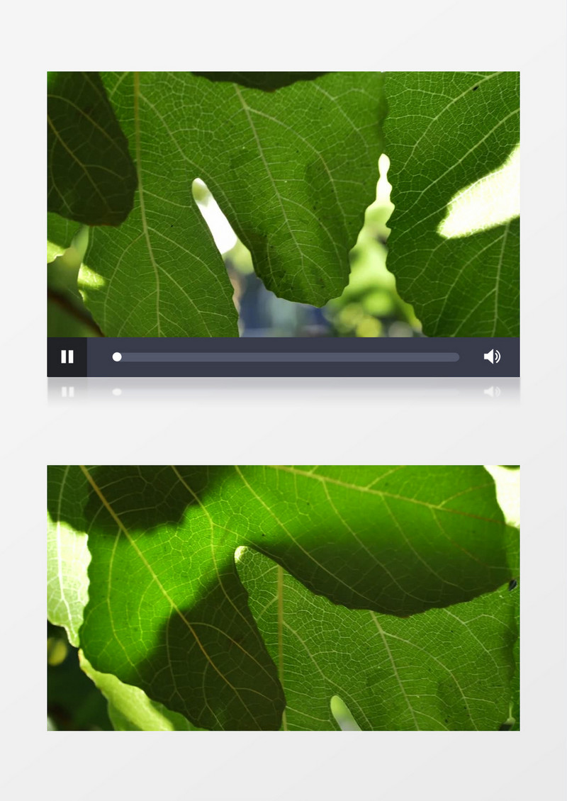 高清实拍绿叶上清晰的脉络实拍视频素材