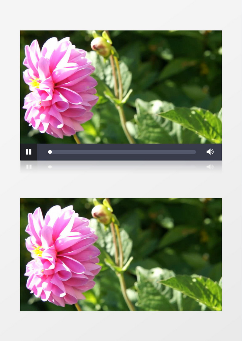 粉色的大丽花绽放在风中实拍视频素材
