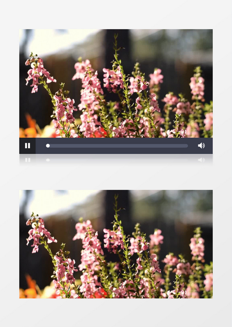 粉色的花簇在风中飘动实拍视频素材