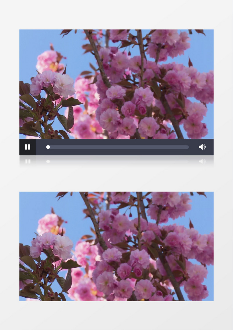 粉色的桃花樱花簇在随风摆动实拍视频素材