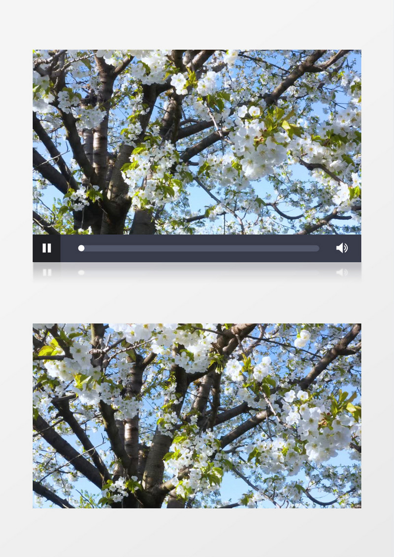 白色樱花整树盛开实拍视频素材