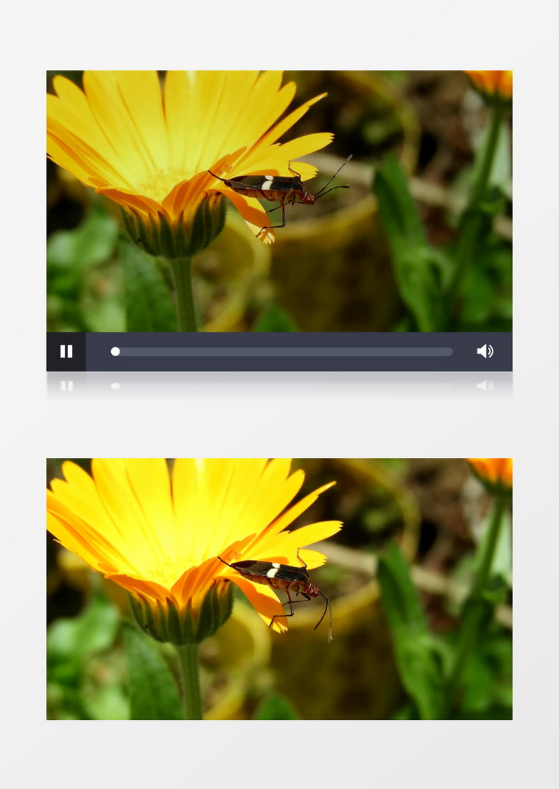 昆虫在黄色的花朵上实拍视频素材