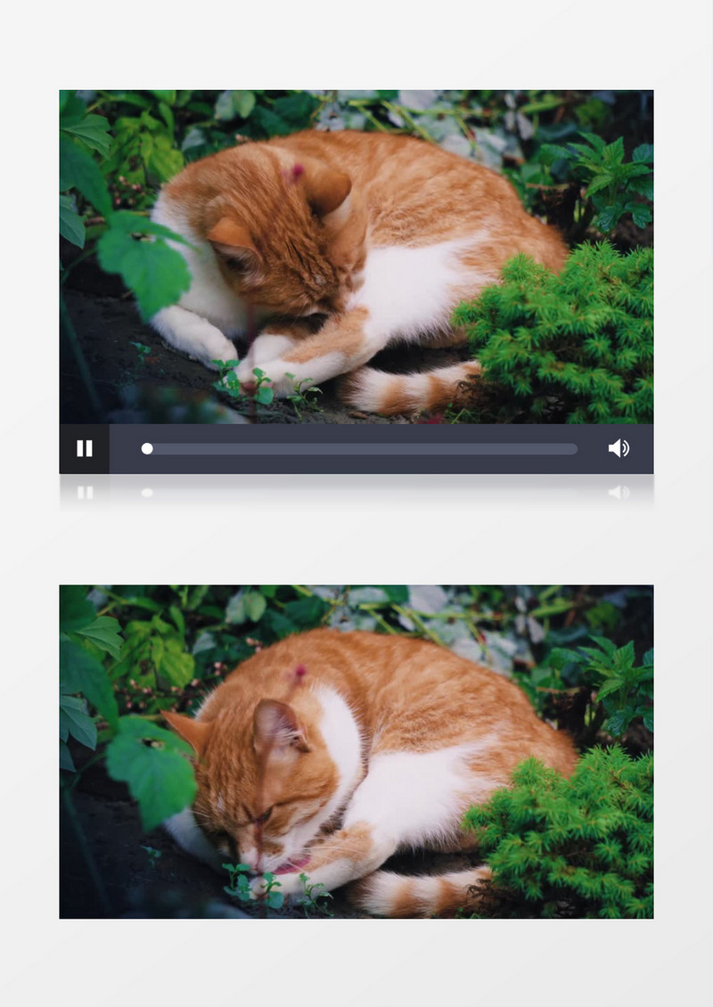 大猫在野外舔舐自己的爪子实拍视频素材