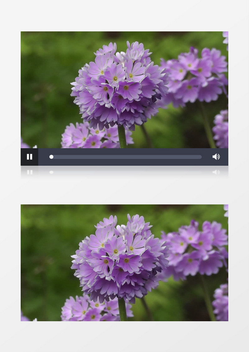 紫色的球花报春花簇实拍视频素材