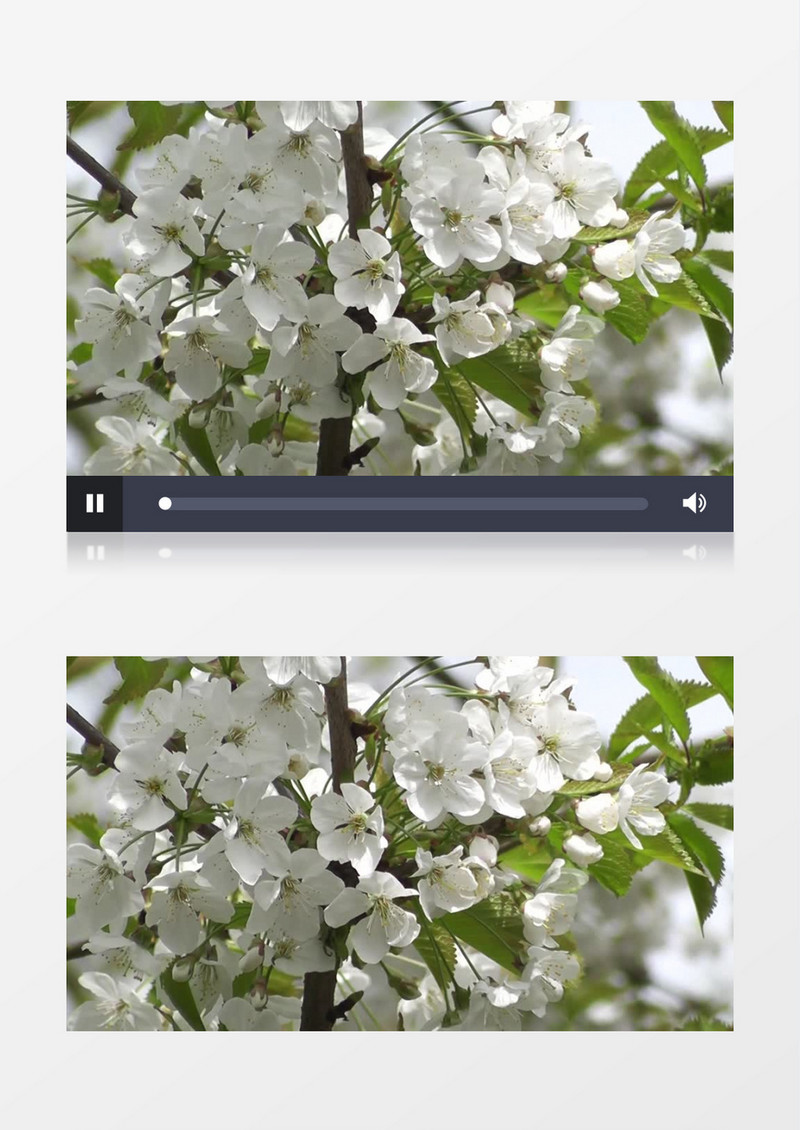 白色的花朵在随风摆动实拍视频素材