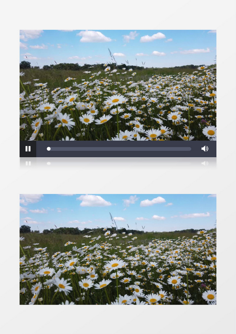 白色的雏菊开满山坡实拍视频素材
