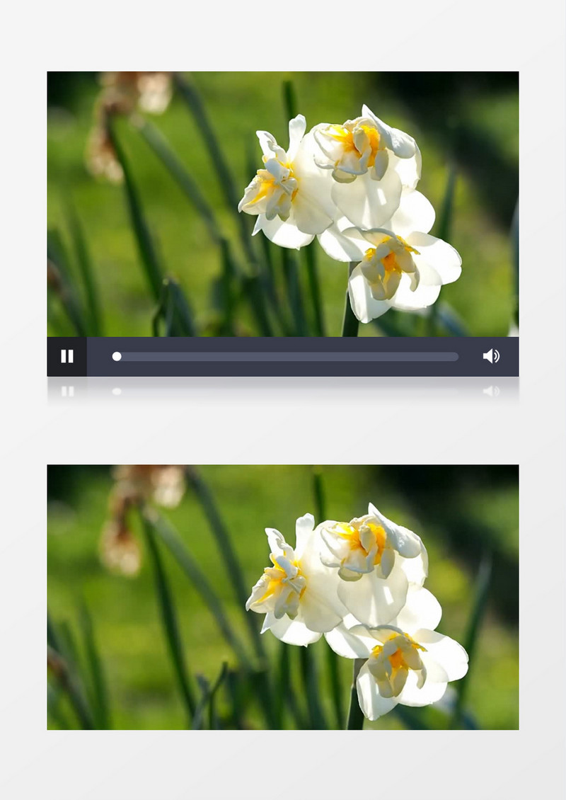 白色开败的花朵在风中摆动实拍视频素材