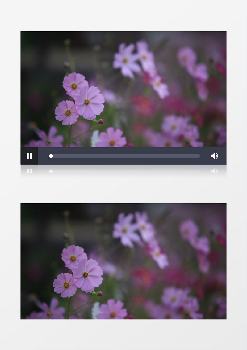 紫色的花朵在随风飘动实拍视频素材