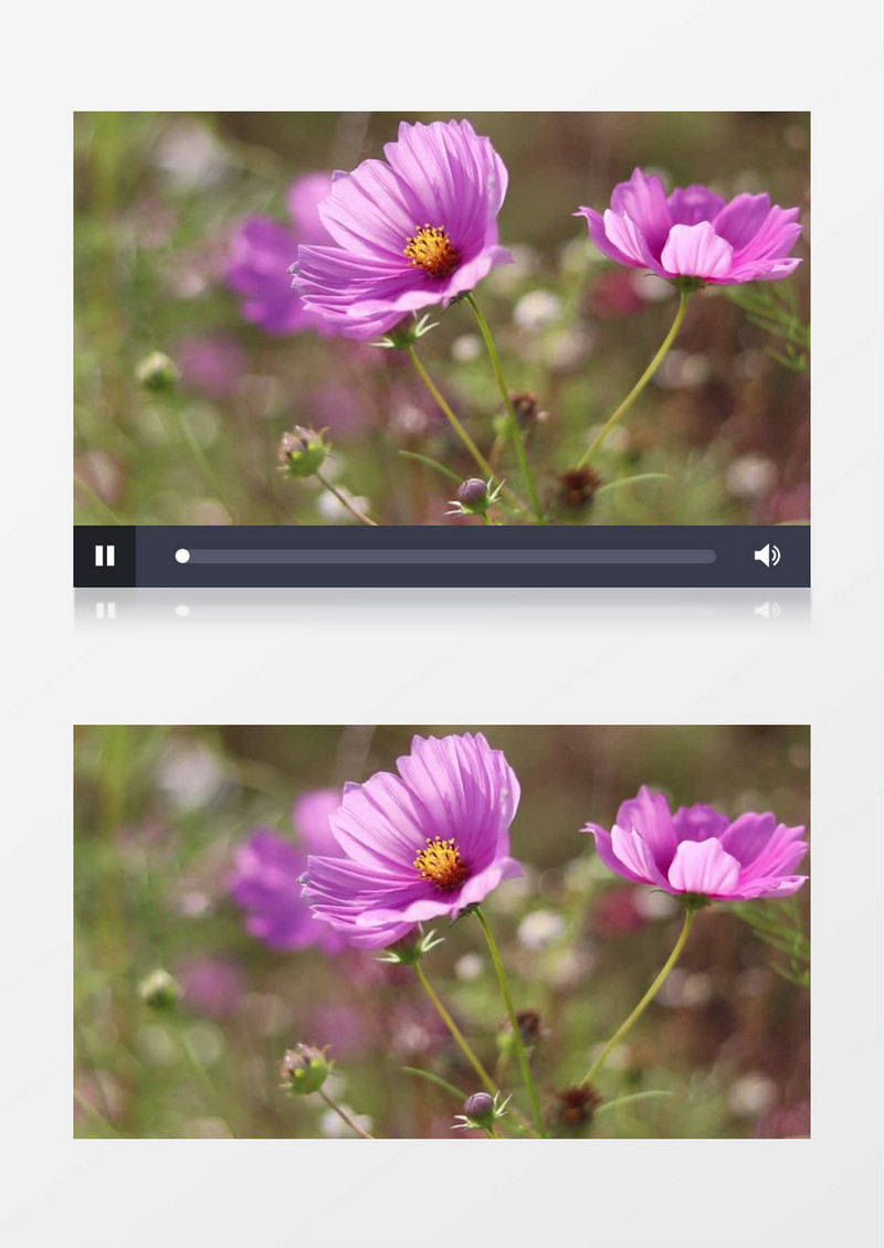 紫色的花朵绽放在微风中实拍视频素材
