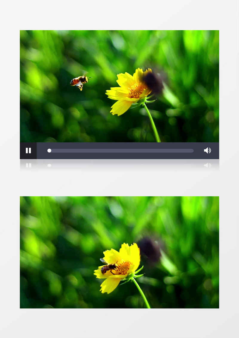 在花朵上辛勤采蜜的小蜜蜂实拍视频素材