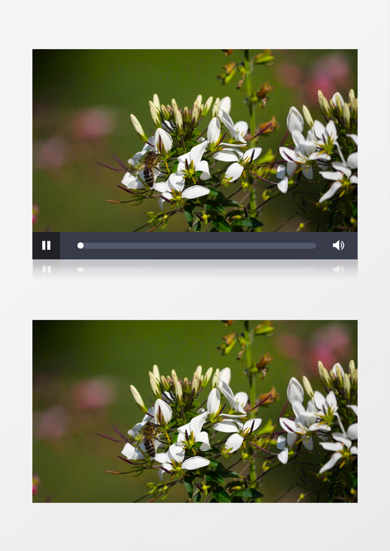 在白色花朵中穿梭的小蜜蜂实拍视频素材
