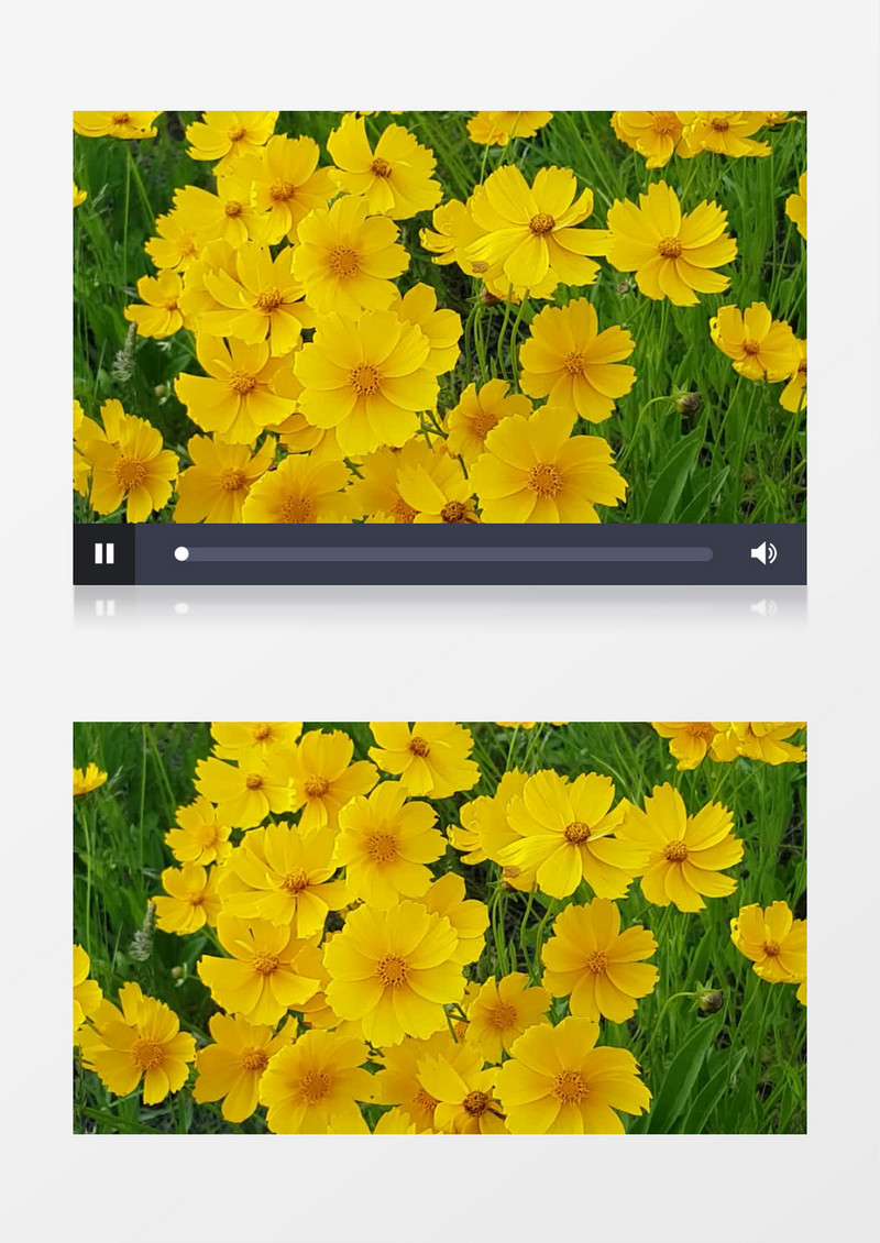 随风摆动的黄色雏菊实拍视频素材