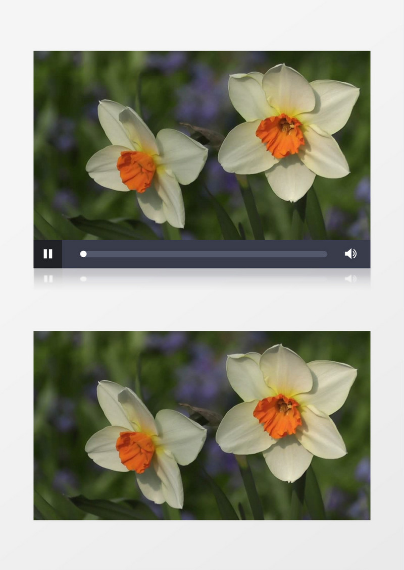 水仙花在风中摆动实拍视频素材