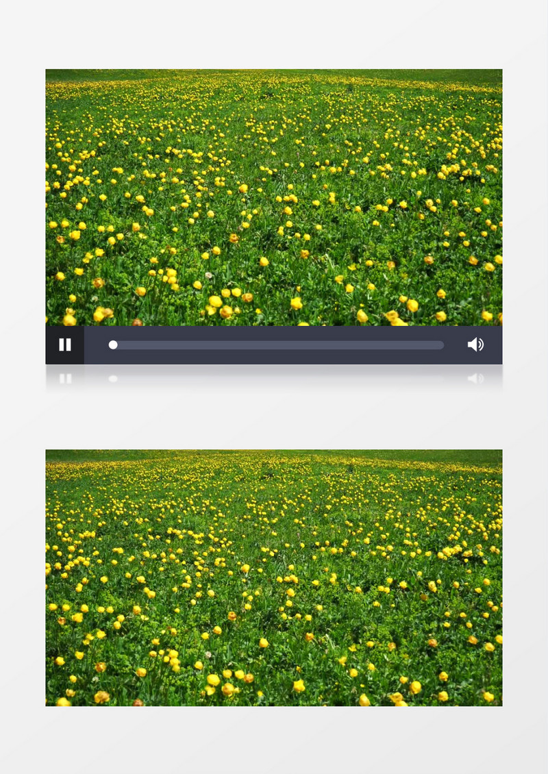 漫山的黄色花朵在随风飘动实拍视频素材