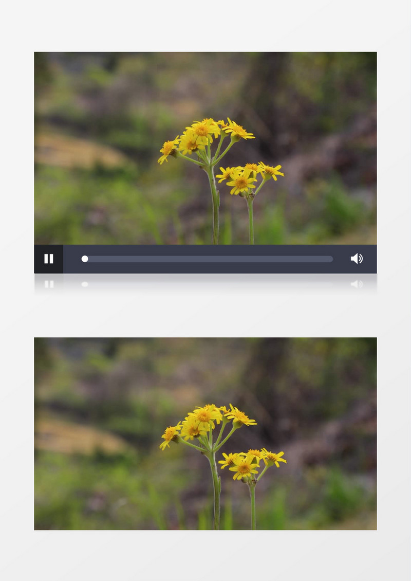 两簇黄色的花朵在郊外绽放实拍视频素材