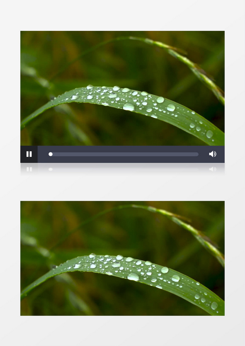 绿叶上晶莹剔透的水珠实拍视频素材