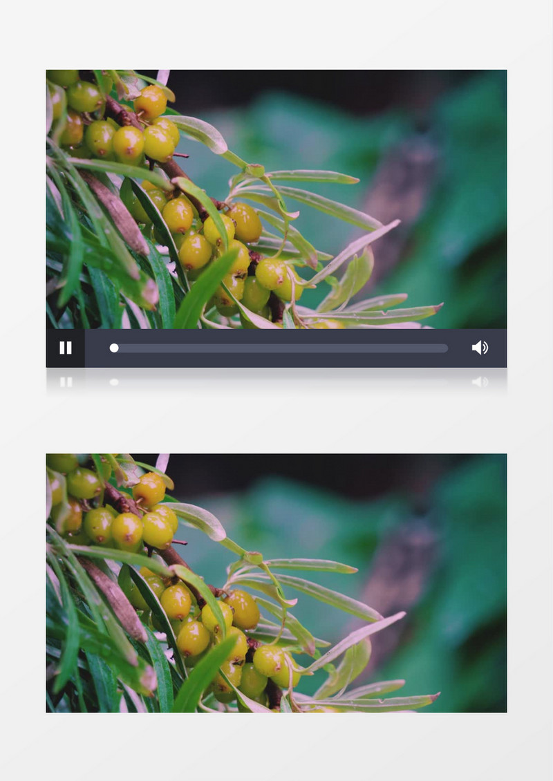 绿色的小果实在微风中实拍视频素材