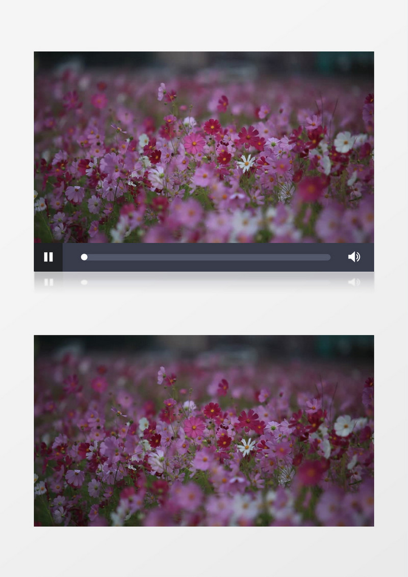 漫山的红色花朵绽放实拍视频素材