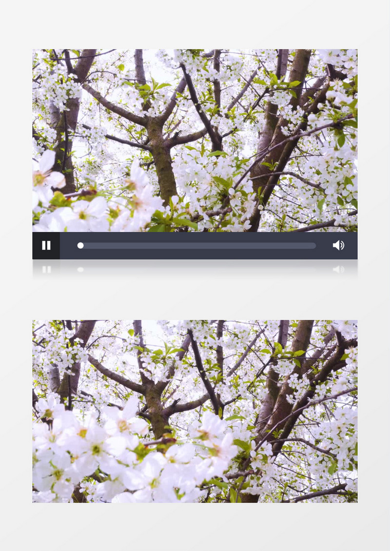 满树的樱花盛开实拍视频素材