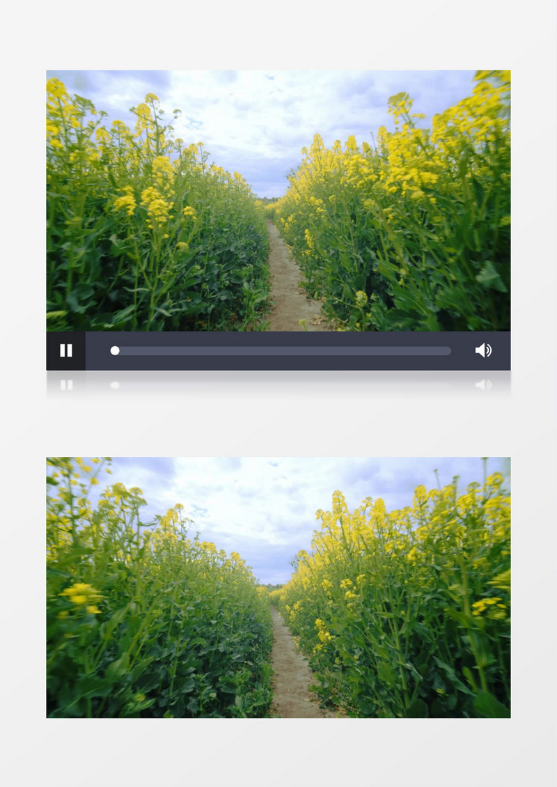镜头在油菜花中快速推进实拍视频素材