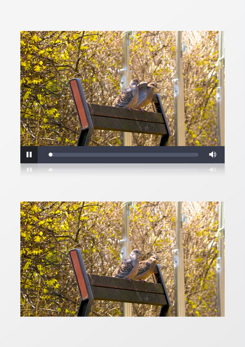 两只小鸟站立在公园的长椅上实拍视频素材