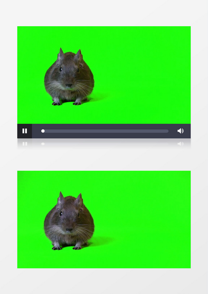 近焦拍摄一只小老鼠的动态视频素材