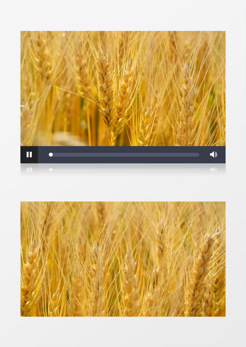 近景实拍黄色成熟的麦穗实拍视频素材