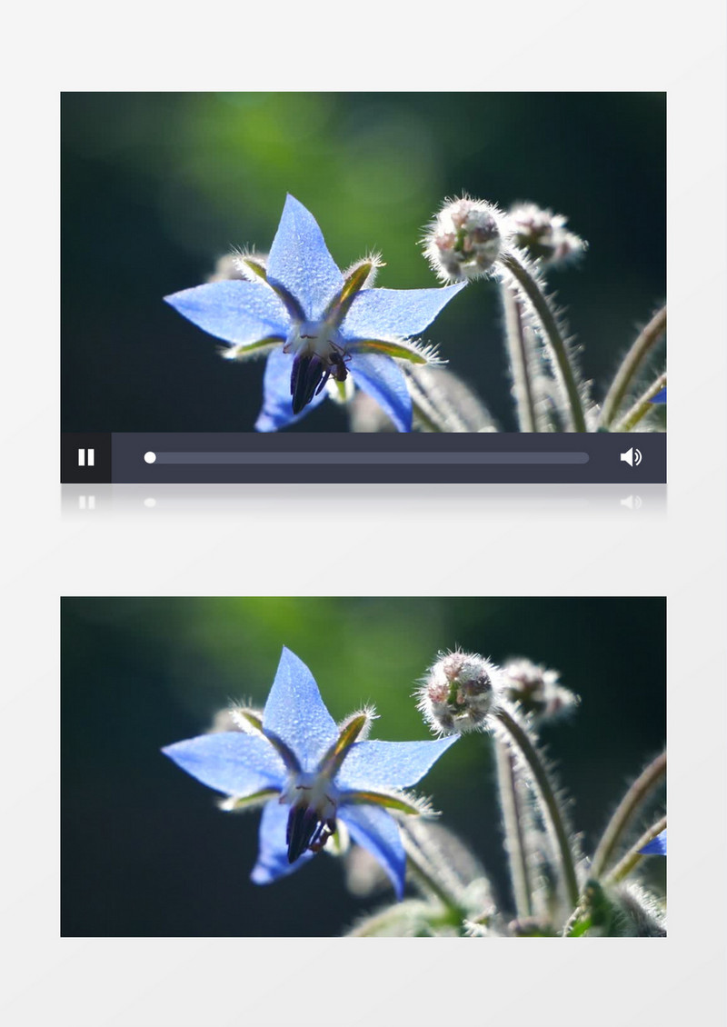 蚂蚁在蓝色的花朵上觅食实拍视频素材