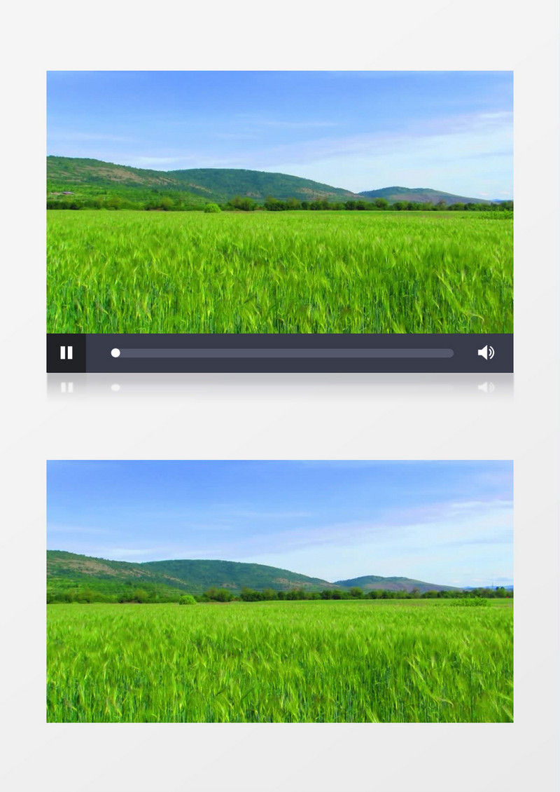 绿油油的麦地旁边的景象实拍视频素材
