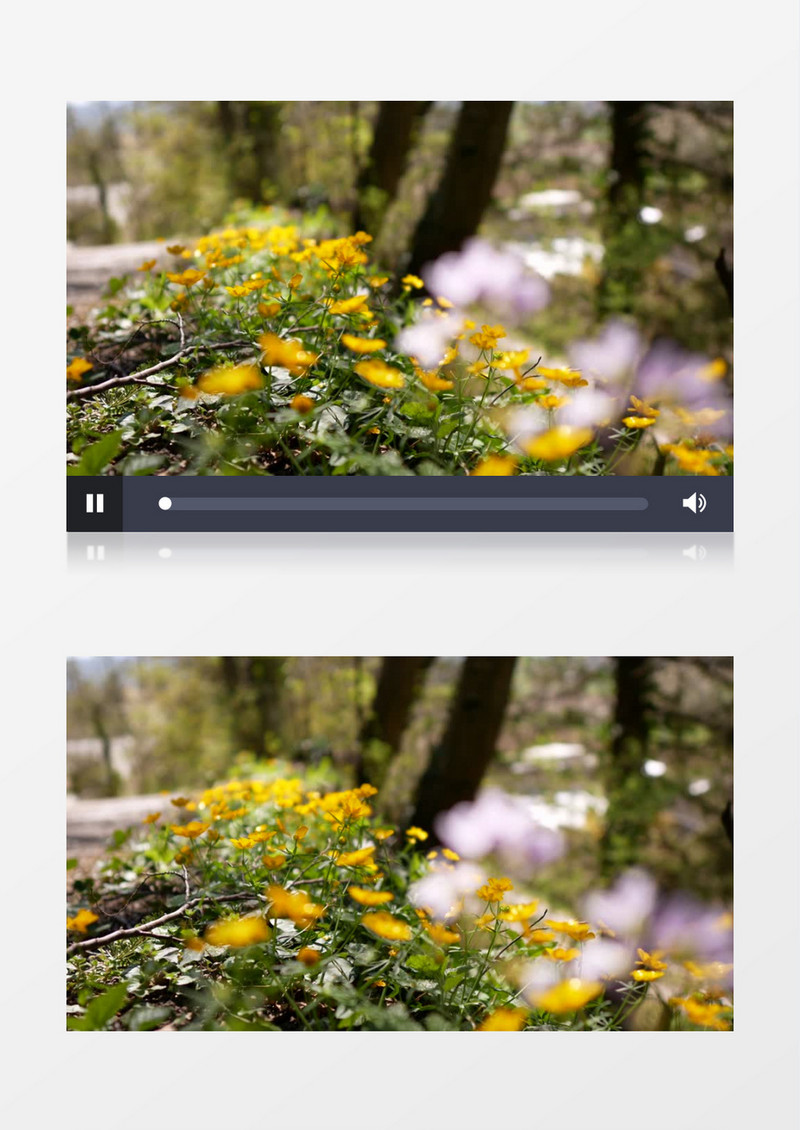 路边黄色的花丛实拍视频素材