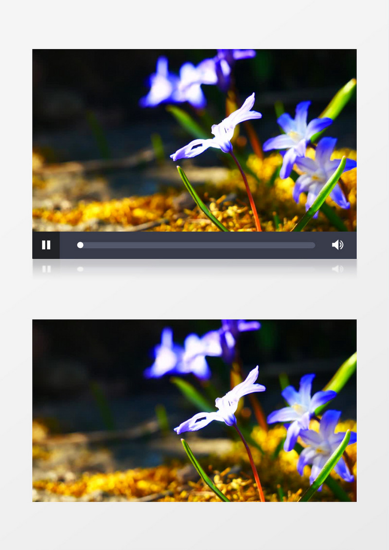蓝色的花朵在微风中浮动实拍视频素材