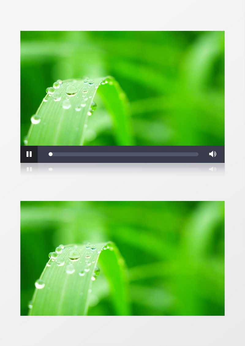 近焦实拍绿叶上的露珠实拍视频素材