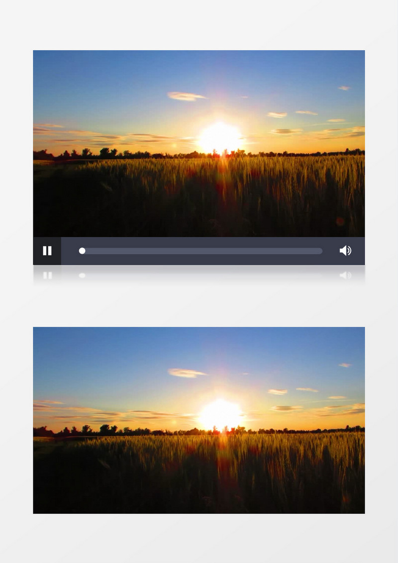 唯美的落日照射着小麦穗实拍视频素材