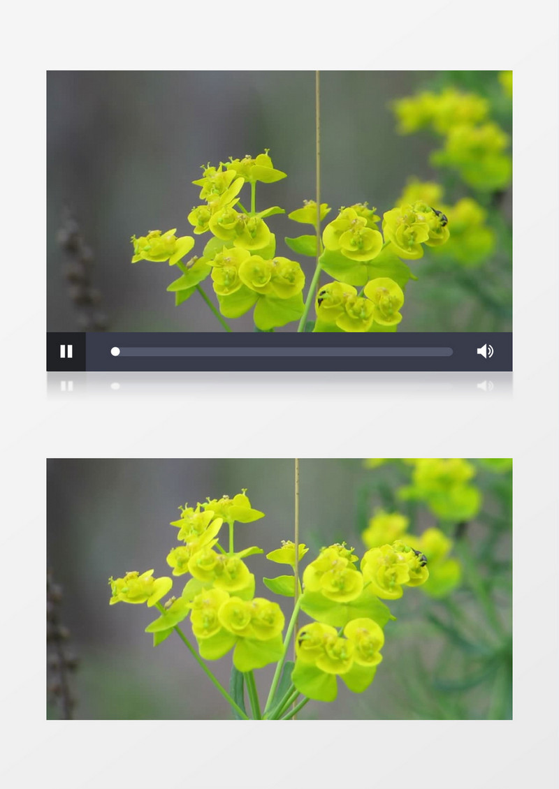 小蜜蜂在绿色的大戟上趴着实拍视频素材
