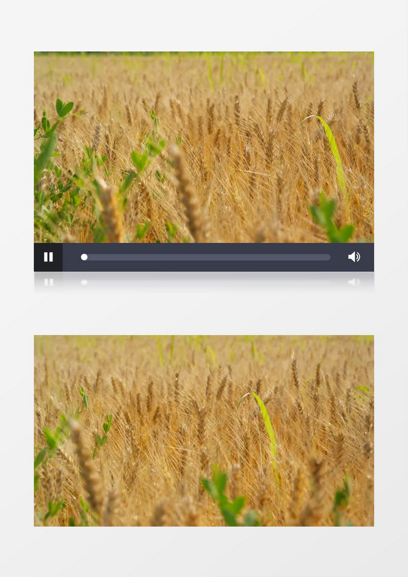 成熟的麦穗在微风下浮动实拍视频素材
